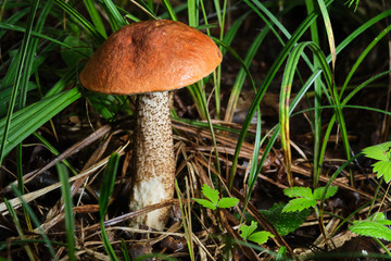 one porcini mushroom growing in a forest surrounded by green grass and moss.