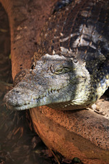 Obraz premium Mississippi-Alligator