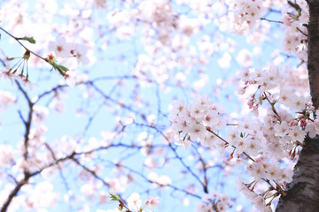 さくら　青空