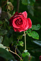 Red rose on a background of green leaves.