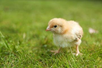 little chick on grass with copy space