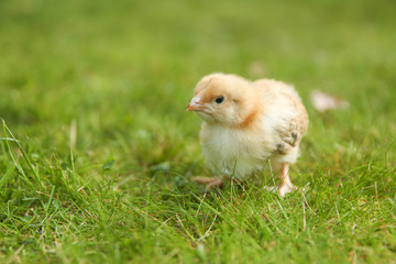 little chick on grass with copy space
