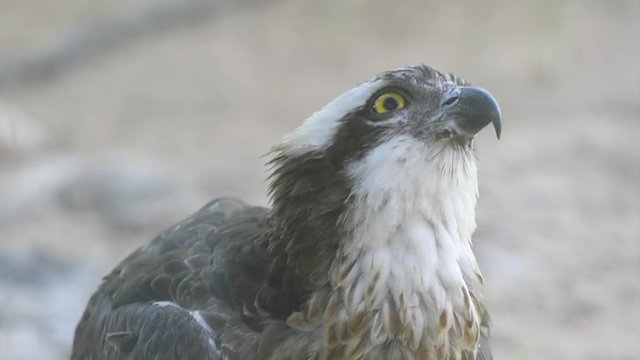 A close up zoom in of a western osprey (Pandion haliaetus); the sea hawk, river hawk, or fish hawk.