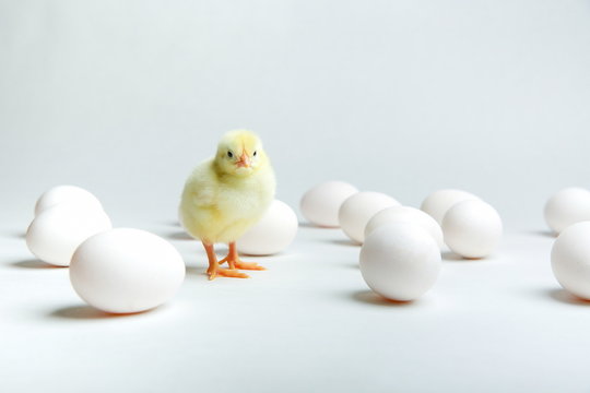 yellow chick with chicken eggs on a white background