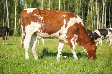 Fototapeta na wymiar a cow grazes in a meadow in summer