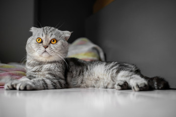 So cute of scottish fold cat.