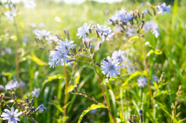 Blue cornflowers blooming in the meadow. Bright spring summer sunny photo. The concept of flowering, the beauty of nature. Copyspace.