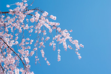Background of beautiful pink cherry blossom blooming on the clear blue sky in the famous park of Japan during the spring and winter season.