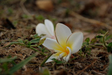 The white plumeria on the grass with blurry background.