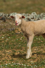 Naklejka premium Animales de granja