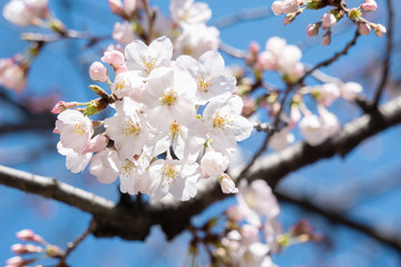 Close up pink cherry blossom blooming on the clear blue sky in the famous park in Japan during the spring and winter season.