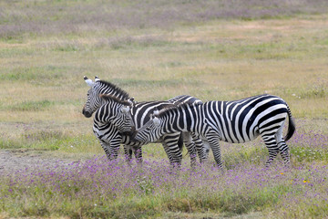 Zebrakuss