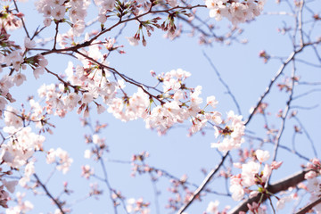 Background of beautiful pink cherry blossom blooming on the clear blue sky in the famous park of Japan during the spring and winter season.