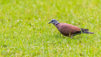 Red Collared Dove  standing on lawn of fresh green grass