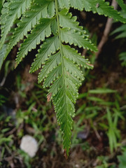 The green fern leaves in the lawn.