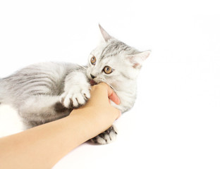 Gray Persian tabby kitten biting hand of veterinarian that try to catch for test and give medicine.