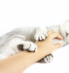 Fototapeta premium Gray Persian tabby kitten biting hand of veterinarian that try to catch for test and give medicine.