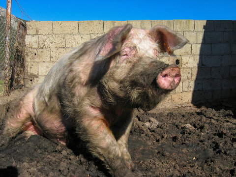 Animales de granja