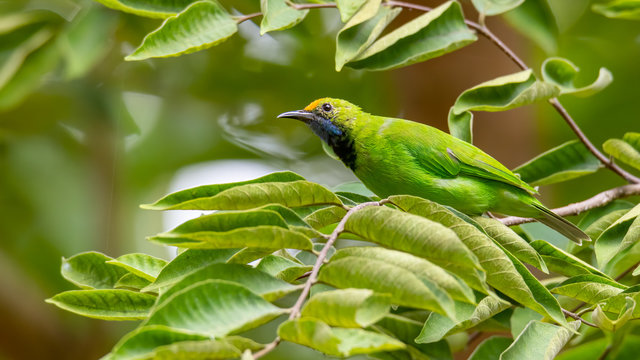 Golden-fronted Leafbird perching on a tree branch looking into a distance