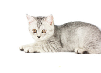 Portrait of gray persian kitten sitting and looking forward with curious of something strange on isolated white background.