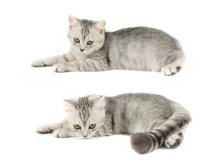 Portrait of gray persian kitten sitting and looking forward with curious of something strange on isolated white background.