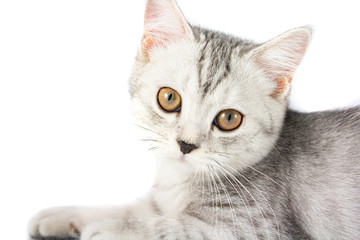 Portrait of gray persian kitten sitting and looking forward with curious of something strange on isolated white background.