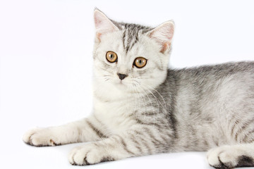 Portrait of gray persian kitten sitting and looking forward with curious of something strange on isolated white background.