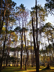 Morning mist in the pine forest.