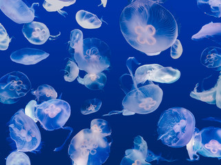 Group of light colorful glow jelly fish swimming in the deep dark blue sea under water.