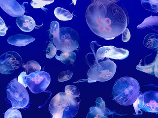 Group of light colorful glow jelly fish swimming in the deep dark blue sea under water.