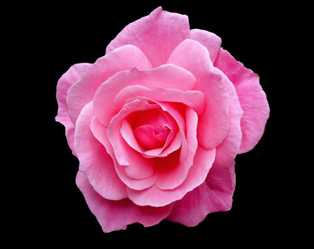 pink rose fragrant, on black background