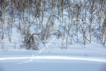 The shore of a frozen and snowy river, overgrown with birch forest. Beautiful wintry view of northern nature. Norway