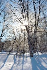 Winter landscape. Rime on the branches of trees and shrubs sparkles in the backlight of the sun. A fabulous winter forest.