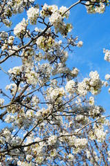 White cherry blossom super bloom in spring season CA ,USA