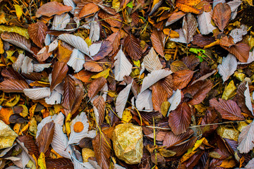 colorful leaves zero