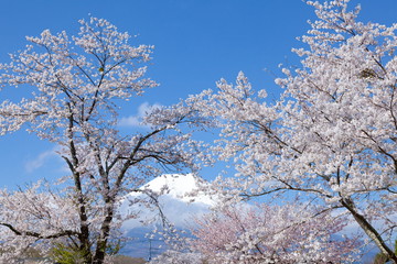 富士山と満開の桜、山梨県南都留郡忍野村にて