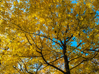 Fototapeta na wymiar Yellow autumn leaves