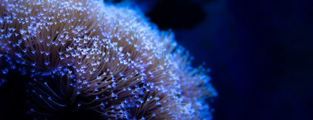 Fototapeta Yellow Toadstool Mushroom Leather Coral obraz