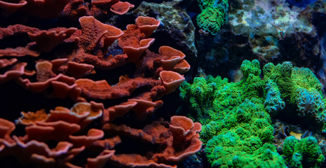 Large colony of Montipora Coral,  small polyp stony (SPS) coral red and green © omar