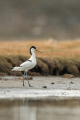 Pied avocet in the natural environment, Recurvirostra avosetta