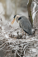 Grey heron in the natural environment, tree, nest, young, habitat, wildlife, Europe, Ardea cinerea