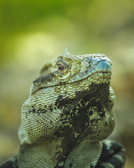 Iguanas sunbath detail