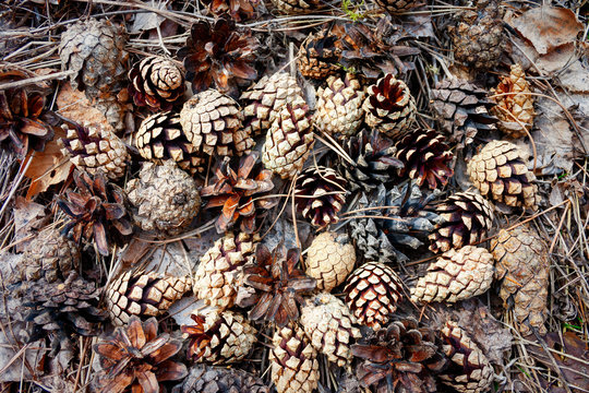 Dry pine cones on the ground in the forest.