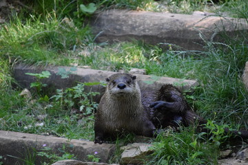 Otter