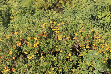 たくさん実が生ったミカンの木