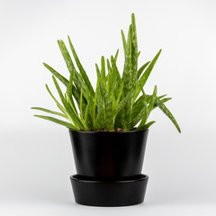 Natural green Aloe vera succulents cactus in black stylish flowerpot isolated on white background