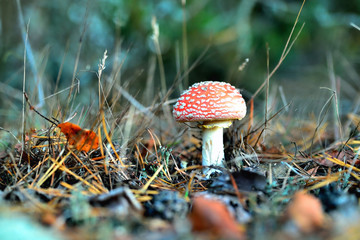 Poisonous inedible toxic mushroom fly agaric in the natural environment, autumn forest, green moss,...
