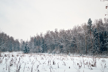 winter forest, snow-covered trees and huge snowdrifts in the forest.