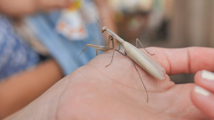 Children examine an insect mantis on a hand.