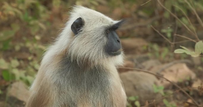 Cute Indian common Gray langur or Hanuman langur monkey in Ranthambore national park, Rajasthan, India